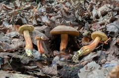 Hortiboletus engelii