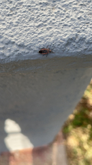 Melacoryphus lateralis