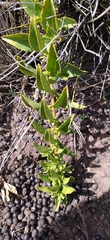 Teedia lucida
