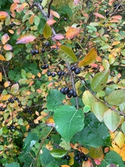 Aronia mitschurinii