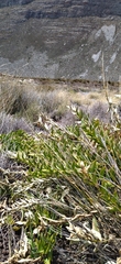 Teedia lucida
