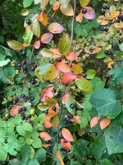 Aronia mitschurinii