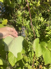 Vitis cinerea