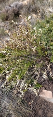 Teedia lucida