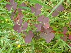 Oxalis stricta rufa