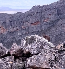 Procavia capensis capensis