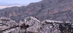 Procavia capensis capensis