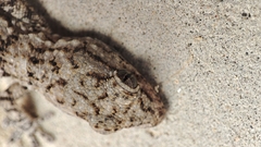 Tarentola mauritanica mauritanica
