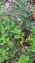 Artemisia vulgaris