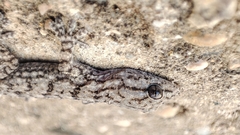 Tarentola mauritanica mauritanica