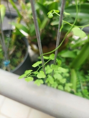 Lygodium microphyllum