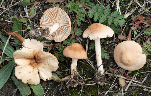 tanečnica poľná (Marasmius oreades)