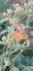 Sphaeralcea hastulata