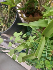 Lygodium microphyllum