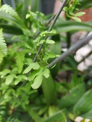 Lygodium microphyllum