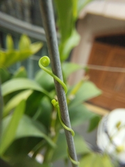Lygodium microphyllum
