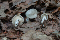 Clitopilus cystidiatus