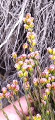 Lachnaea