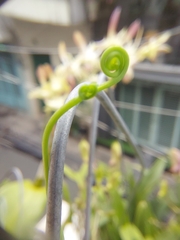 Lygodium microphyllum