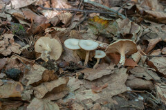 Singerocybe phaeophthalma