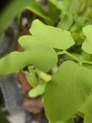 Lygodium microphyllum