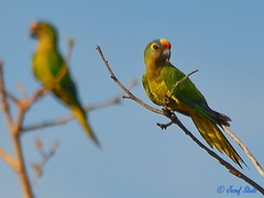 Eupsittula aurea