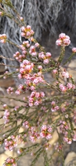 Lachnaea
