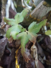 Lygodium microphyllum