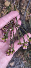 Lachnaea