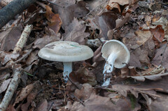 Clitopilus cystidiatus