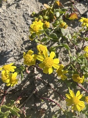 Senecio maritimus
