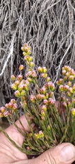 Lachnaea