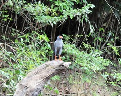 Buteogallus schistaceus