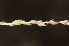 Digitaria bicornis