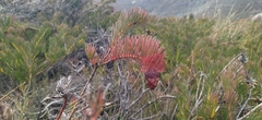 Protea witzenbergiana