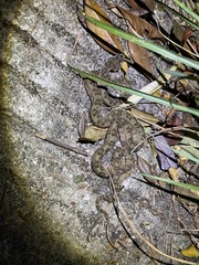 Protobothrops cornutus