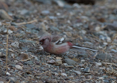 Carpodacus sibiricus