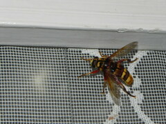 Milesia crabroniformis