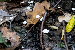 Mycena filopes
