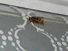 Milesia crabroniformis