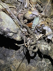 Protobothrops cornutus