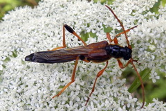 Necydalis major