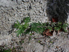 Artemisia verlotiorum