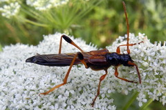 Necydalis major