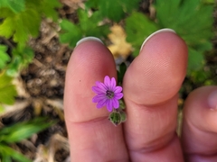 Geranium molle
