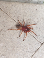 Dysdera crocata