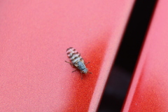 Pseudotephritina