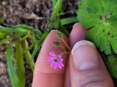 Geranium molle