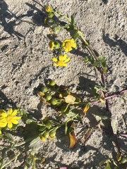 Senecio maritimus