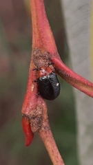 Plagiodera